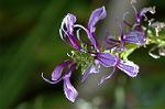 Dcim7109/DSC_8595