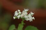 Dcim7109/DSC_8617