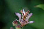 Dcim7112/DSC_8848
