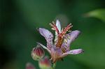 Dcim7112/DSC_8850