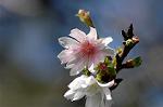 Dcim7112/DSC_8858