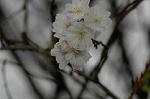 Dcim7132/DSC_9339
