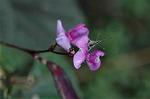 Dcim7151/DSC_0035