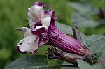 Dcim7152/DSC_0149