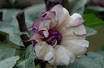 Dcim7152/DSC_0156