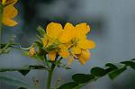 Dcim7152/DSC_0175