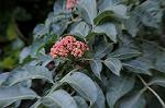 Dcim7153/DSC_7202