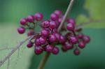 Dcim7190/DSC_0972