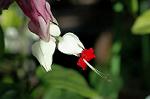 Dcim7190/DSC_1100