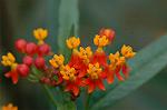 Dcim7229/DSC_1723