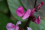 Dcim7229/DSC_1750