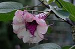 Dcim7229/DSC_1759