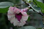 Dcim7229/DSC_1760