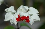 Dcim7229/DSC_1771