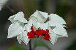 Dcim7229/DSC_1772