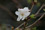 Dcim7244/DSC_2262