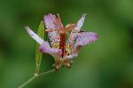 Dcim7244/DSC_2277