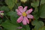 Dcim7244/DSC_2286