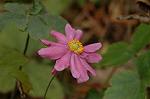 Dcim7244/DSC_2287