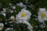 Dcim7244/DSC_2317