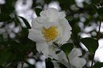 Dcim7244/DSC_2321