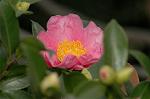 Dcim7244/DSC_2326