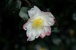Dcim7244/DSC_2335