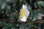 Dcim7244/DSC_2338