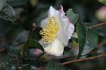 Dcim7244/DSC_2340