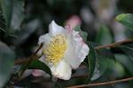 Dcim7244/DSC_2341