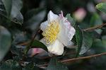 Dcim7244/DSC_2342