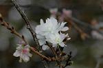 Dcim7244/DSC_2357