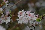 Dcim7244/DSC_2358