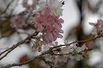 Dcim7244/DSC_2359