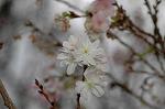 Dcim7244/DSC_2361
