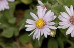 Dcim7245/DSC_2379
