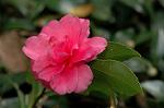 Dcim7245/DSC_2386