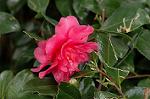 Dcim7245/DSC_2387