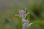 Dcim7245/DSC_2409