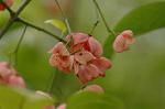 Dcim7245/DSC_2438