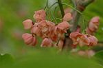 Dcim7245/DSC_2444