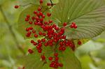 Dcim7245/DSC_2457