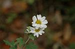 Dcim7245/DSC_2461