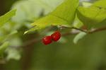 Dcim7245/DSC_2467
