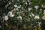 Dcim7246/DSC_6474