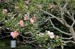 Dcim7246/DSC_6475