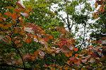 Dcim7247/DSC_6557