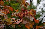 Dcim7247/DSC_6558