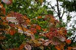 Dcim7247/DSC_6559