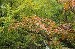 Dcim7247/DSC_6561